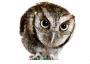 Wise_Owl