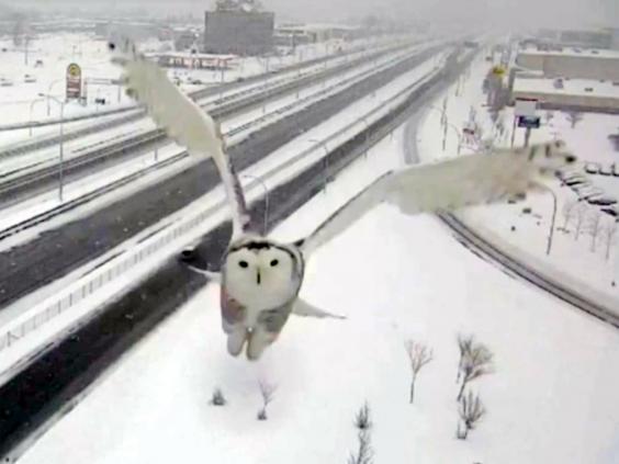 snow-owl.jpg