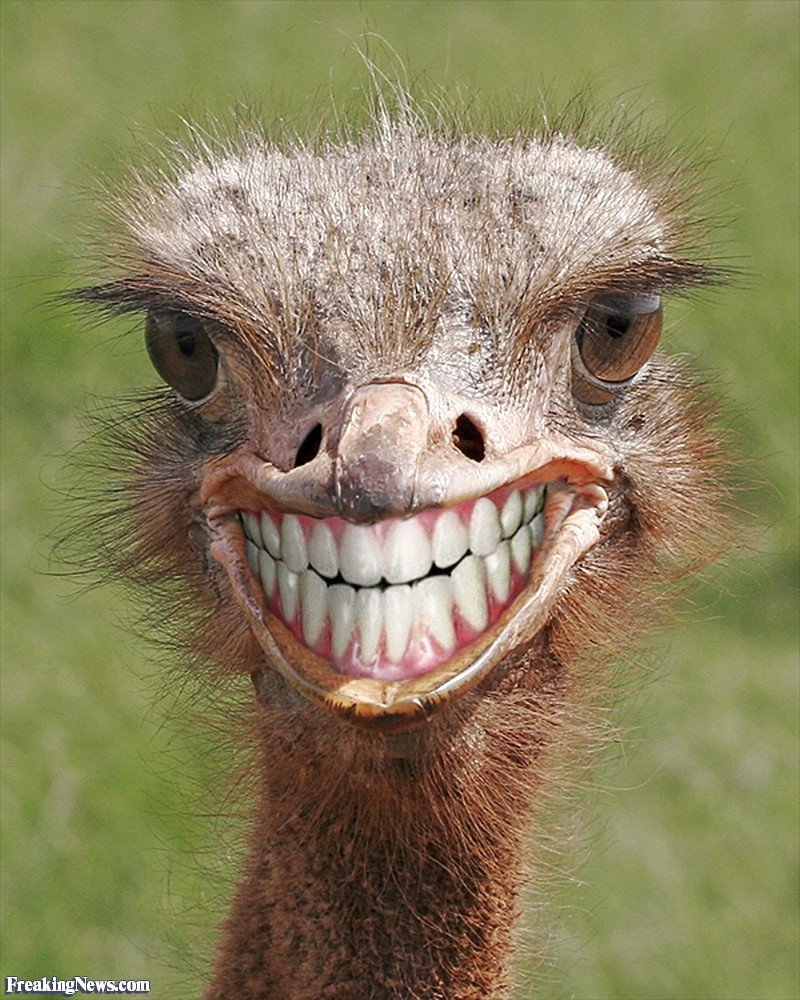 Smiling-Ostrich--118234.jpg