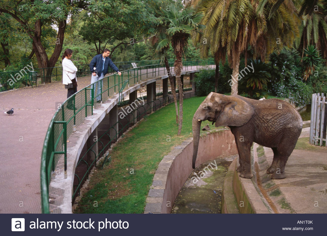 visitors-at-zoo-standing-outside-elephant-enclosure-looking-at-elephant-AN1T0K.jpg